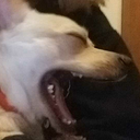 samandterramos avatar