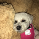 samanthachimelis avatar