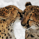 samanthapolaris avatar