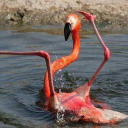 sambiscuit2637 avatar