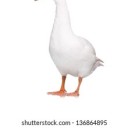 same-pic-of-a-goose-everyday avatar