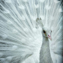 sameguydifferentcar avatar