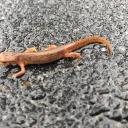 samepictureofanewteveryday avatar