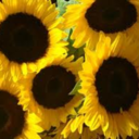 sameroniiisthoughts avatar