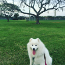 sammiethesamoyed avatar