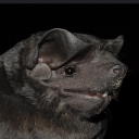 sammy-is-obsessed avatar