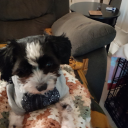 sammy-my-main-moose avatar