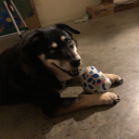 sammy-the-haze avatar