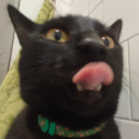 sammycatsstuff avatar