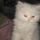 sammyshweetheart avatar