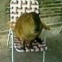 sammyspammyyeehaw avatar