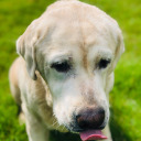 sammythashnath avatar