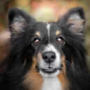 sammythesheltie avatar