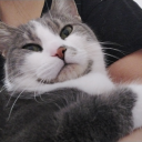 samouraibamboo avatar