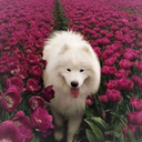 samoyed-obsessed avatar