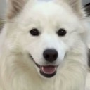 samoyedaslan avatar