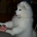 samoyedblackjack avatar