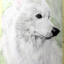 samoyedmarfel avatar