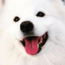 samoyedoninternet avatar