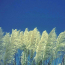 samoyedosstuff-blog avatar