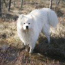 samoyedsimba avatar