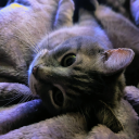 samsaloonchan-blog avatar