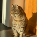 samsonmthemcat avatar