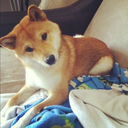 samtheshiba-blog avatar