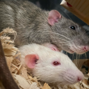 san-d-and-cham-p-rat-blog avatar