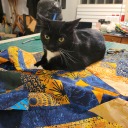 san-sews-seams avatar