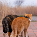 sana-is-ninja avatar