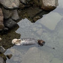 sanative-sanders avatar