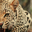 sanchezmarc15 avatar