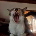 sanchopereira avatar