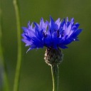 sand-and-swamp-and-wildfire avatar