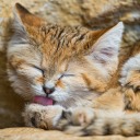 sand-cat-hall avatar