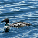 sandhillcrane87 avatar