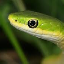 sandinmycrocs avatar