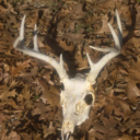 sandrundeerslayer avatar
