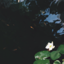 sangsangiswriting avatar