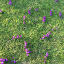 sanguinefelis avatar