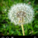 sanitys-requiem avatar