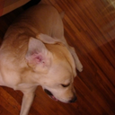 sansablis-blog avatar