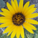 sansationalmonster avatar