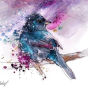 saphirrashappyplace avatar