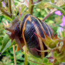 sapphic-bogmonster avatar