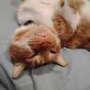 sapphic-dragon-fox avatar