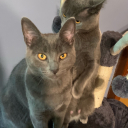 sapphic-faggot-trash-bandit avatar