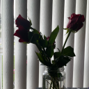 sapphic-leaves avatar