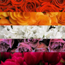 sapphic-selfshipss avatar